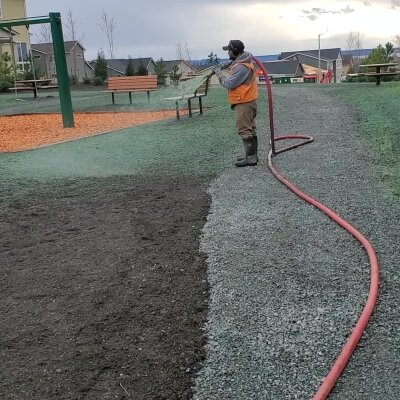 Man watering grass seed in park with hose.