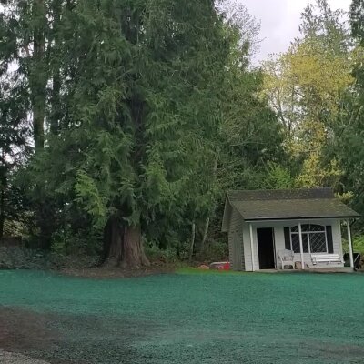 Green lawn with small shed and large tree in the background.