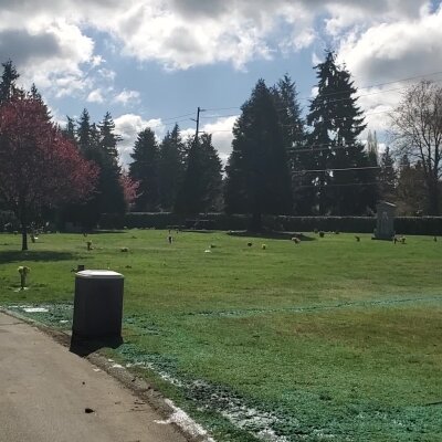 Geese grazing in sunny park with trees and trash can.