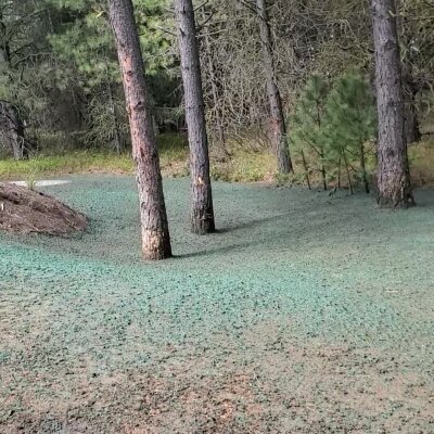 Pine trees on ground covered with green hydroseed mixture.