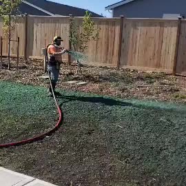 Worker hydroseeding lawn with hose in residential backyard.