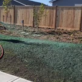 Freshly hydroseeded lawn in backyard, Washington state.