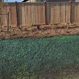 Hydroseeded lawn area next to wooden fence in Washington state.
