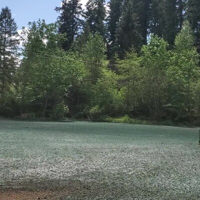 Hydroseeded lawn with lush green trees in Washington State.