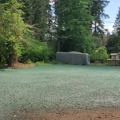 Freshly hydroseeded lawn with green mulch in a forested area.