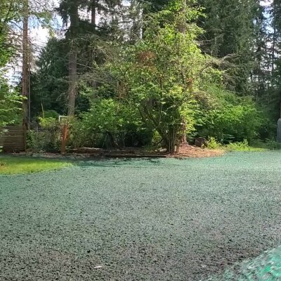 Freshly hydroseeded lawn with trees in Washington State.