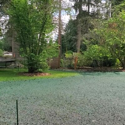 Fresh hydroseed application on residential lawn in Washington State