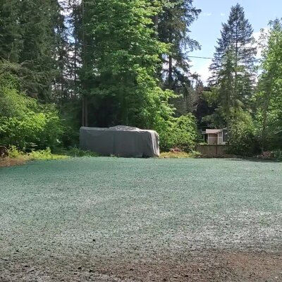 Freshly hydroseeded lawn with trees in Washington state.