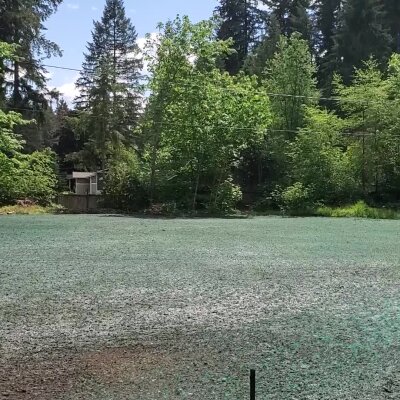 Hydroseeded lawn with green mulch in residential area, Washington State.