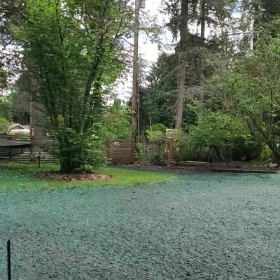 Freshly hydroseeded lawn in a Washington state backyard.