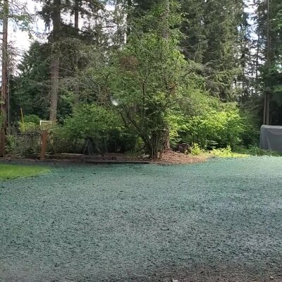 Fresh hydroseed application on residential lawn in Washington state.