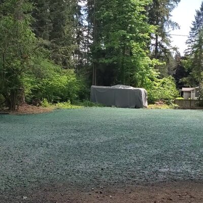 Freshly hydroseeded lawn with forested background in Washington state.