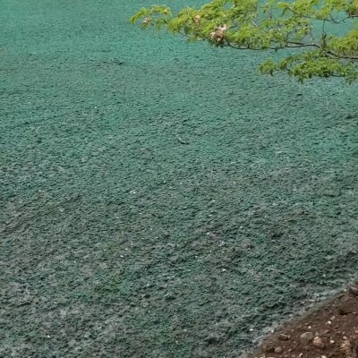 Freshly hydroseeded lawn with visible mulch in Washington state.