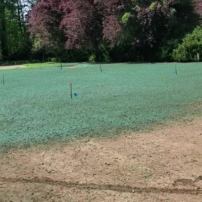 Freshly hydroseeded lawn with green mulch and marker flags in Washington State.