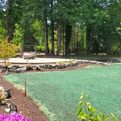Hydroseeded lawn area with trees and garden bed in Washington state.