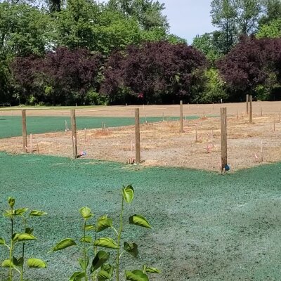 Freshly hydroseeded lawn with wooden stakes and background trees.