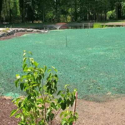 Freshly hydroseeded lawn with green mulch in Washington State.