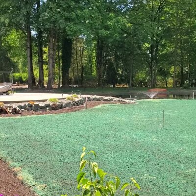 Freshly hydroseeded lawn with sprinkler, surrounded by trees and landscaping.