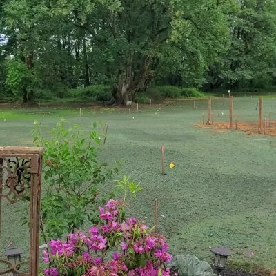 Freshly hydroseeded lawn with visible stakes and vibrant flowers in foreground.