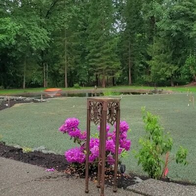Freshly hydroseeded lawn with flowers and trees in Washington State.