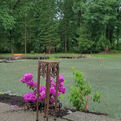 Freshly hydroseeded lawn with vibrant flowers in Washington State.
