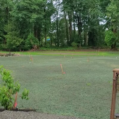 Freshly hydroseeded lawn with visible marker flags in forested Washington landscape.