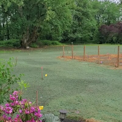Freshly hydroseeded lawn with marked posts and trees in the background.
