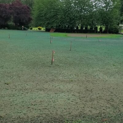 Freshly hydroseeded lawn with visible marker flags in Washington state.