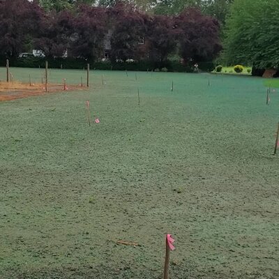 Freshly hydroseeded lawn with visible stakes in Washington state.