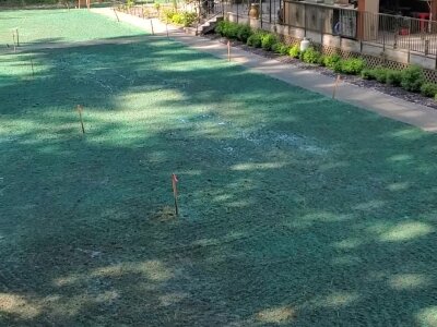 Freshly hydroseeded lawn with visible markers near residential area.