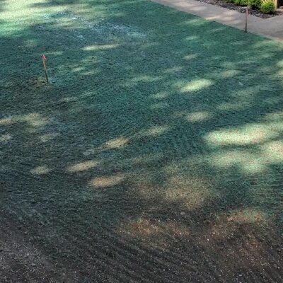 Fresh hydroseed application on residential lawn in Washington State.