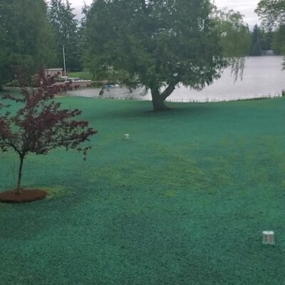 Freshly hydroseeded lawn by lake with mature trees in Washington state.