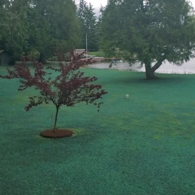 Newly hydroseeded lawn with a red-leaved tree in Washington State.