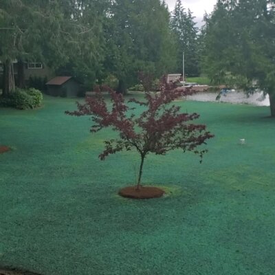 Freshly hydroseeded lawn with a single red tree in Washington state.