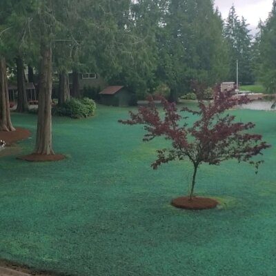 Freshly hydroseeded lawn with trees in Washington State.