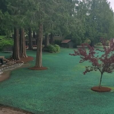 Freshly hydroseeded lawn in a residential backyard with trees.