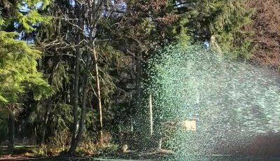 Hydroseeding process on lawn with spray application in Washington state.