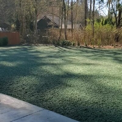 Freshly hydroseeded lawn in bright sunlight with trees in Washington State.