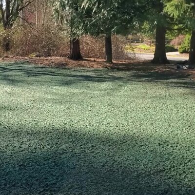 Freshly hydroseeded lawn with trees in Washington state.