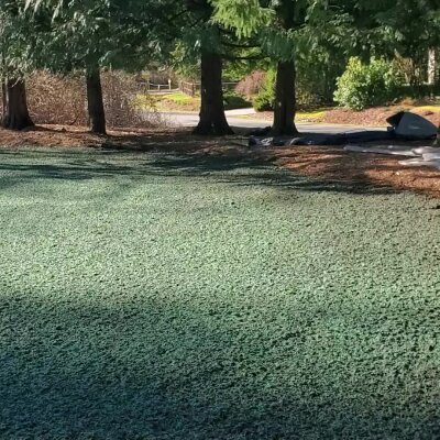 Freshly hydroseeded lawn in Washington state with evergreen trees in background.