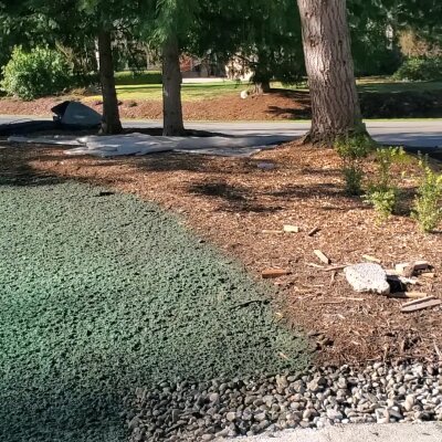 Hydroseeding process in progress on residential lawn in Washington State.