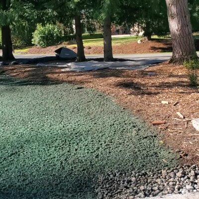 Freshly hydroseeded lawn area with trees and gravel path in Washington State.