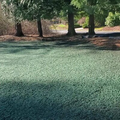 Hydroseeded lawn with green mulch and surrounding trees in Washington State.