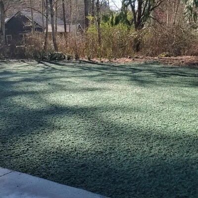 Freshly hydroseeded lawn with green mulch in a sunny backyard.