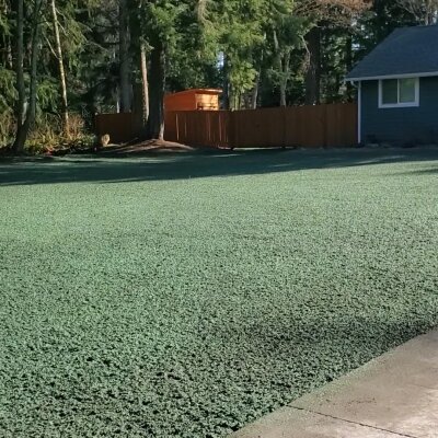 Freshly hydroseeded lawn in residential backyard with trees.