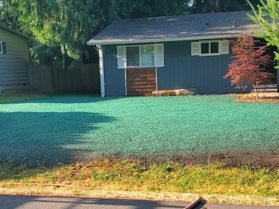 Freshly hydroseeded lawn in front of a Washington house.