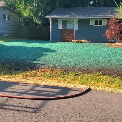 Fresh hydroseed application on residential lawn in Washington State.